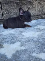 Gus , a male French Bulldog for sale in Shipshewana, IN – 6 of 8