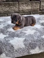Koda, a male French Bulldog for sale in Shipshewana, IN – 8 of 9