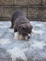 Ada, a female English Bulldog for sale in Shipshewana, IN – 7 of 7