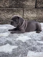 Prince, a male French Bulldog for sale in Shipshewana, IN – 2 of 8