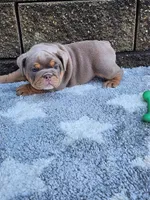 Gigi, a female English Bulldog for sale in Shipshewana, IN – 8 of 8