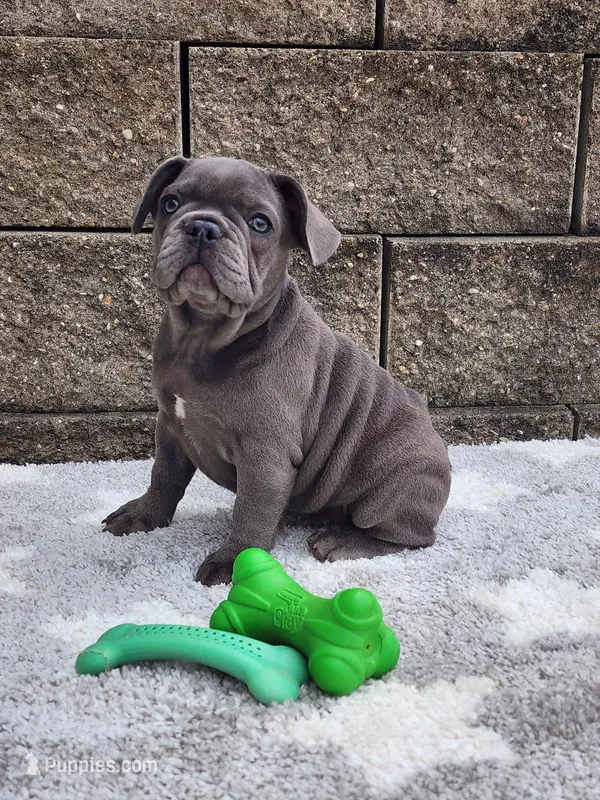 Sophie  – French Bulldog puppy for sale in Shipshewana, IN