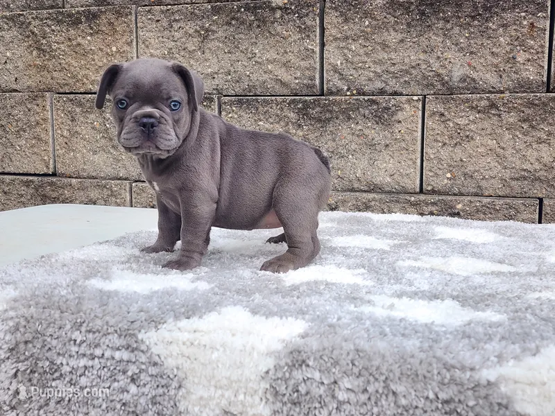 Sophie  – French Bulldog puppy for sale in Shipshewana, IN