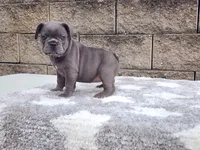 Sophie , a female French Bulldog for sale in Shipshewana, IN – 10 of 10