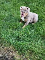 Gigi, a female English Bulldog for sale in Shipshewana, IN – 9 of 10