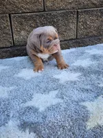 Gigi, a female English Bulldog for sale in Shipshewana, IN – 5 of 8