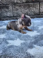 Daisy , a female French Bulldog for sale in Shipshewana, IN – 4 of 10
