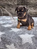 Cooper , a male French Bulldog for sale in Shipshewana, IN – 2 of 7