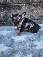 Cooper, a male French Bulldog for sale in Shipshewana, IN – 10 of 10