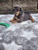 Quinn , a male French Bulldog for sale in Shipshewana, IN – 5 of 8