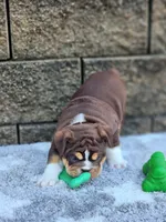 Peggy , a female English Bulldog for sale in Shipshewana, IN – 7 of 9