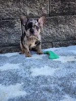 Ace, a male French Bulldog for sale in Shipshewana, IN – 7 of 10
