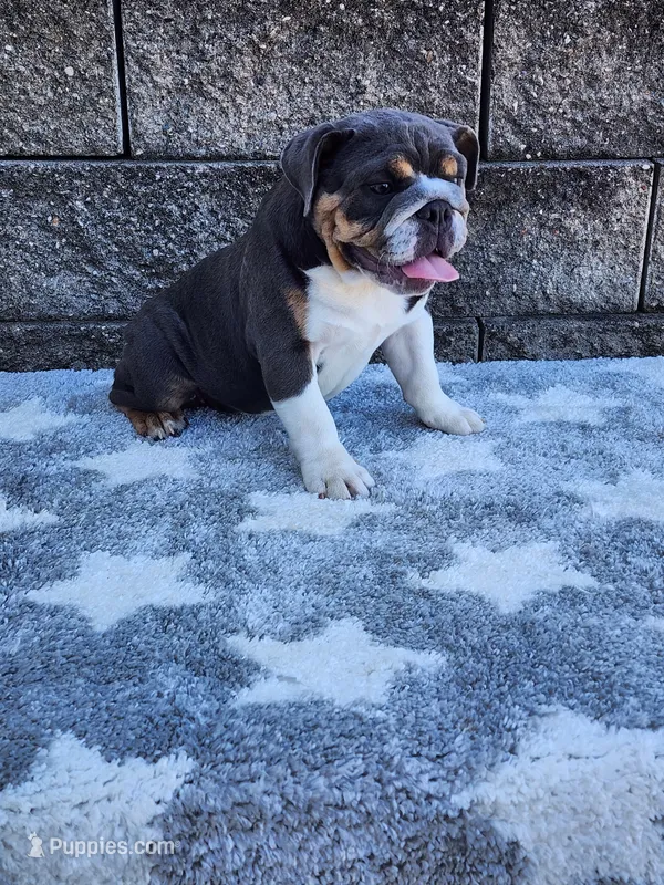 Ada – English Bulldog puppy for sale in Shipshewana, IN