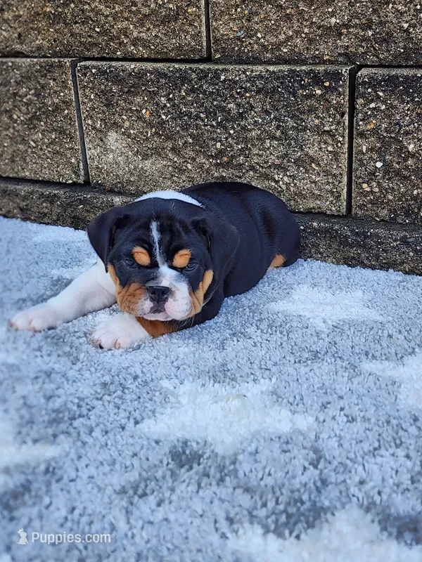 Lola – English Bulldog puppy for sale in Shipshewana, IN