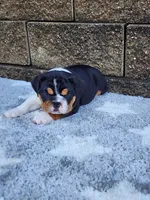 Lola, a female English Bulldog for sale in Shipshewana, IN – 1 of 8