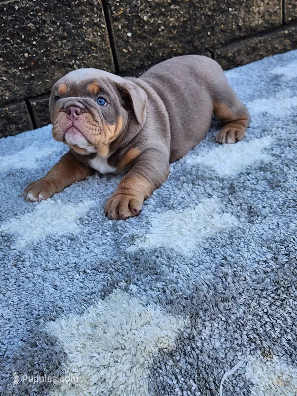 Gigi – English Bulldog puppy for sale in Shipshewana, IN