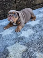 Gigi, a female English Bulldog for sale in Shipshewana, IN – 1 of 8