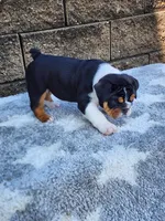 Lola, a female English Bulldog for sale in Shipshewana, IN – 5 of 8