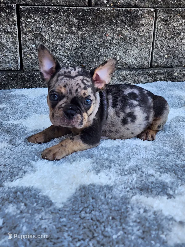 Axel – French Bulldog puppy for sale in Shipshewana, IN
