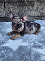 Axel, a male French Bulldog for sale in Shipshewana, IN – 1 of 7