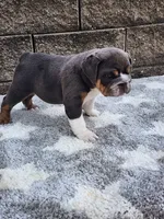Ada, a female English Bulldog for sale in Shipshewana, IN – 5 of 7
