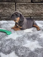Quinn , a male French Bulldog for sale in Shipshewana, IN – 3 of 8