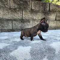 Jazz, a male French Bulldog for sale in Shipshewana, IN – 2 of 10