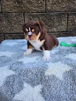 Peggy , a female English Bulldog for sale in Shipshewana, IN – 6 of 9