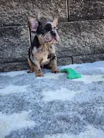 Ace, a male French Bulldog for sale in Shipshewana, IN – 10 of 10