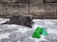 Sophie , a female French Bulldog for sale in Shipshewana, IN – 6 of 10