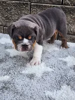 Ada, a female English Bulldog for sale in Shipshewana, IN – 3 of 7