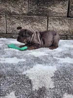 Ollie , a male French Bulldog for sale in Shipshewana, IN – 2 of 6