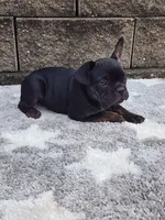 Gus , a male French Bulldog for sale in Shipshewana, IN – 3 of 7