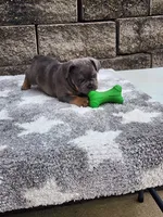 Koda, a male French Bulldog for sale in Shipshewana, IN – 4 of 9