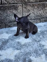 Gus , a male French Bulldog for sale in Shipshewana, IN – 5 of 8