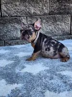Axel, a male French Bulldog for sale in Shipshewana, IN – 2 of 7