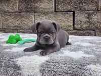 Sophie , a female French Bulldog for sale in Shipshewana, IN – 3 of 10