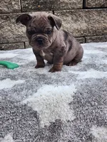 Ollie , a male French Bulldog for sale in Shipshewana, IN – 4 of 6