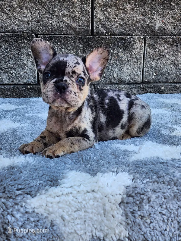 Ace – French Bulldog puppy for sale in Shipshewana, IN