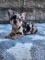 Ace, a male French Bulldog for sale in Shipshewana, IN – 1 of 10