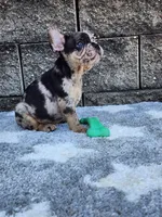 Ace, a male French Bulldog for sale in Shipshewana, IN – 2 of 10