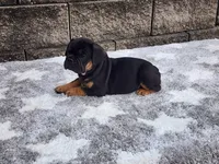 Logan, a male French Bulldog for sale in Shipshewana, IN – 6 of 6