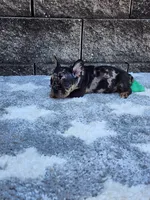 Cooper, a male French Bulldog for sale in Shipshewana, IN – 5 of 10
