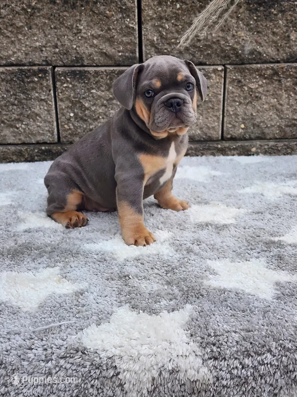 Quinn  – French Bulldog puppy for sale in Shipshewana, IN