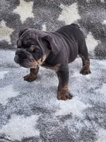 Milo, a male English Bulldog for sale in Shipshewana, IN – 6 of 6