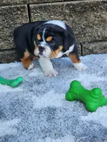 Lola, a female English Bulldog for sale in Shipshewana, IN – 7 of 8