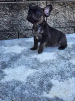 Gus , a male French Bulldog for sale in Shipshewana, IN – 7 of 8