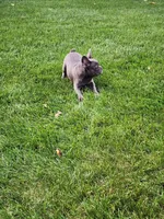 Sophie , a female French Bulldog for sale in Shipshewana, IN – 2 of 7