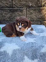 Peggy , a female English Bulldog for sale in Shipshewana, IN – 2 of 9