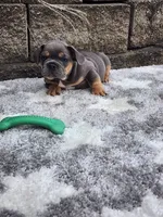 Quinn , a male French Bulldog for sale in Shipshewana, IN – 4 of 8